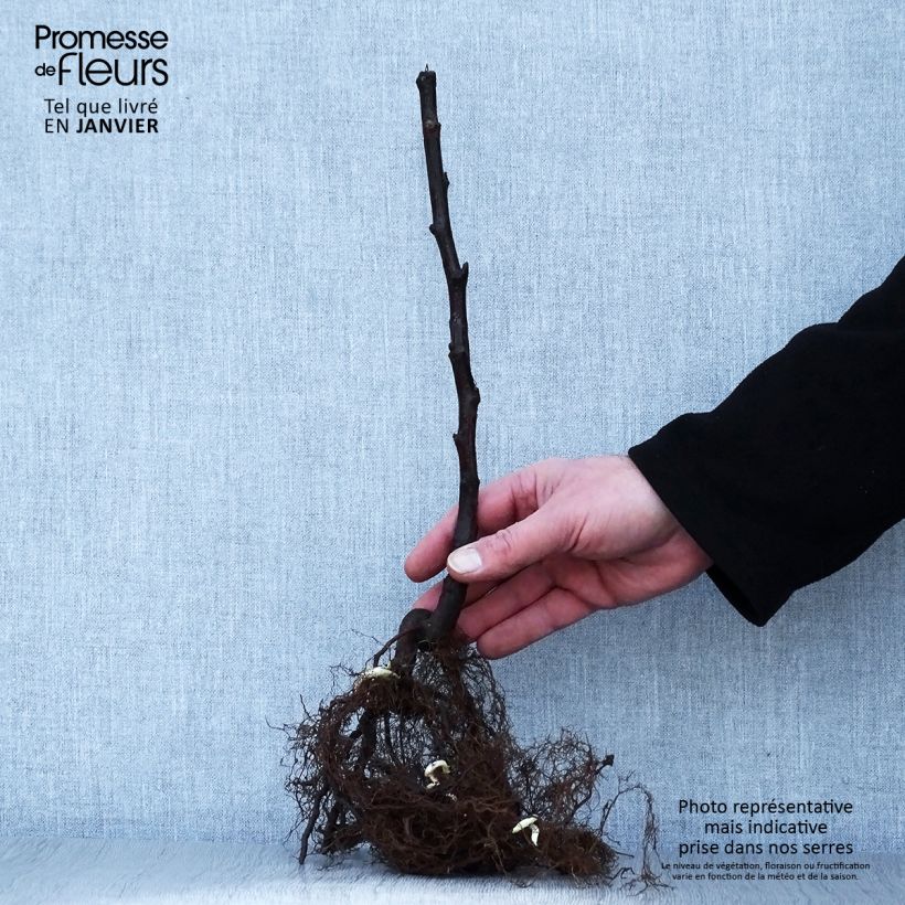 Exemplaar van Framboos Versailles (doordragend) Naakte wortel, Pol zoals geleverd in de winter