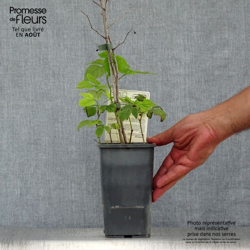 Exemplaar van Framboos Willamette BIO Pot van 1,5 l/2 l, Struik zoals geleverd in de zomer