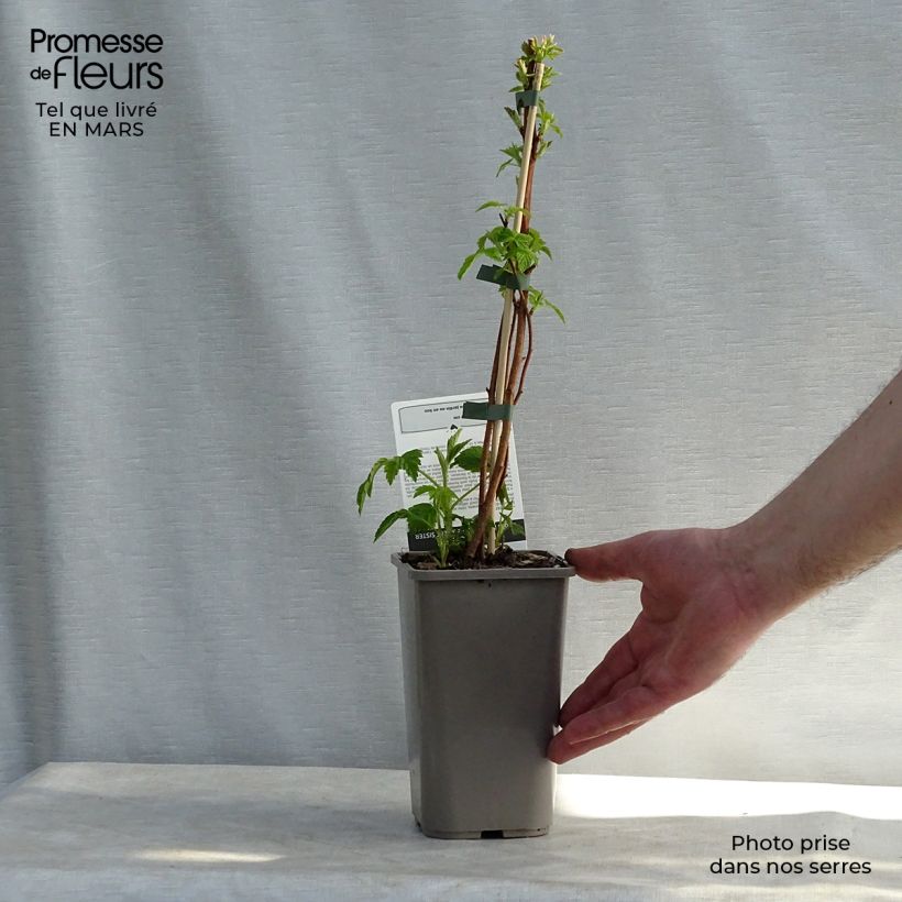 Example of Dwergframboos Little Sweet Sister Pot van 1,5 l/2 l, Pol as you get in printemps