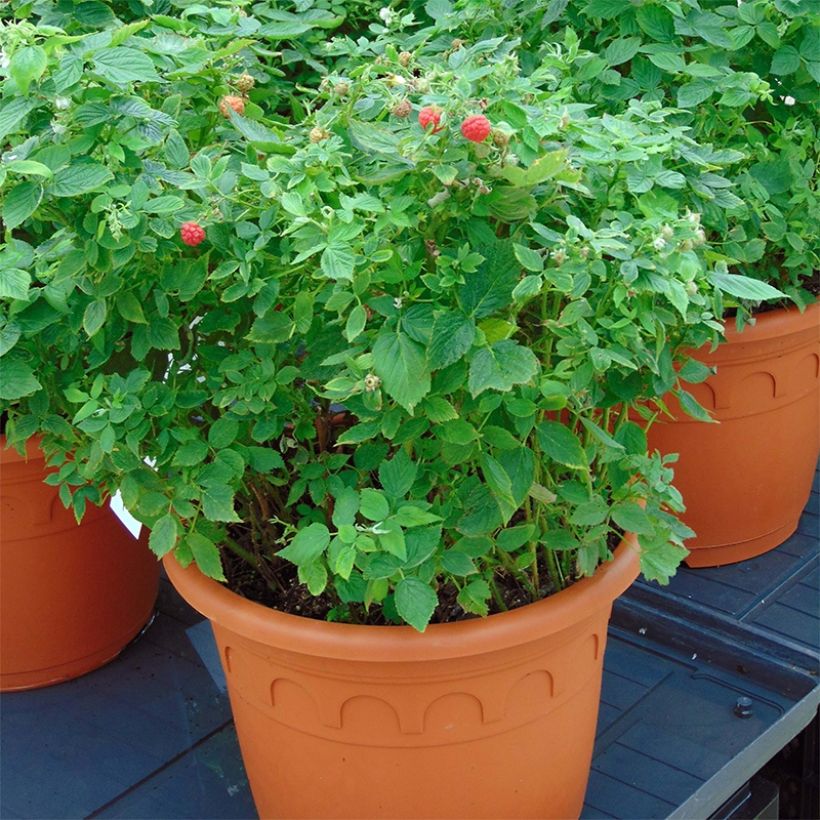 Dwergframboos Little Sweet Sister BIO (Groeiplaats)