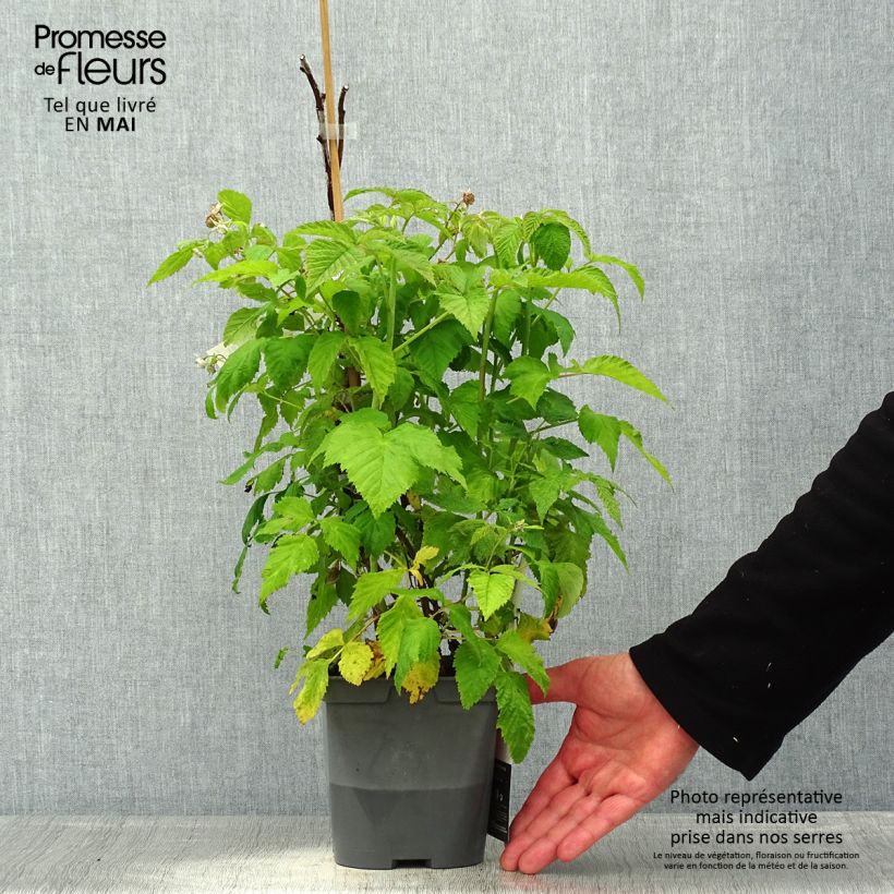 Exemplaar van Framboos Autumn Belle (doordragend) Pot van 2 l/3 l zoals geleverd in de lente