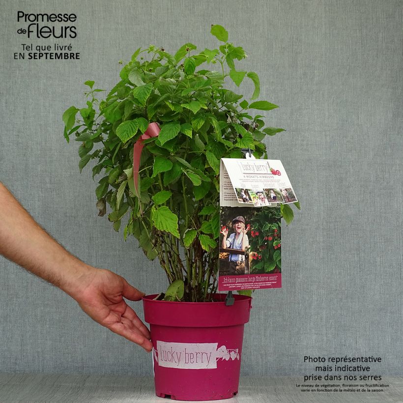 Exemplaar van Dwergframboos Lucky Berry (doordragend) Pot van 4 l/5 l, Pol zoals geleverd in de herfst