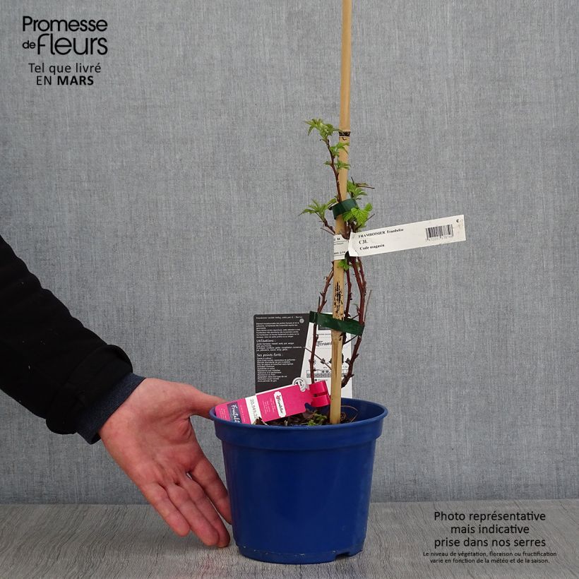 Example of Framboos Frambélise (doordragend) Pot van 2 l/3 l, Pol as you get in printemps