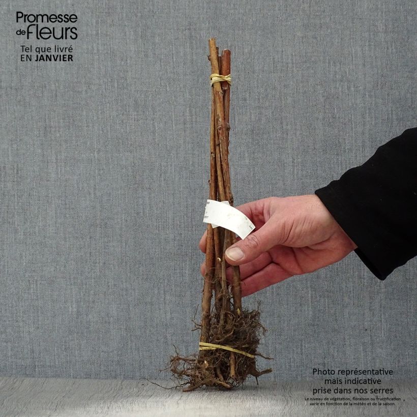 Exemplaar van Framboos September (doordragend) Naakte wortel, Pol zoals geleverd in de winter