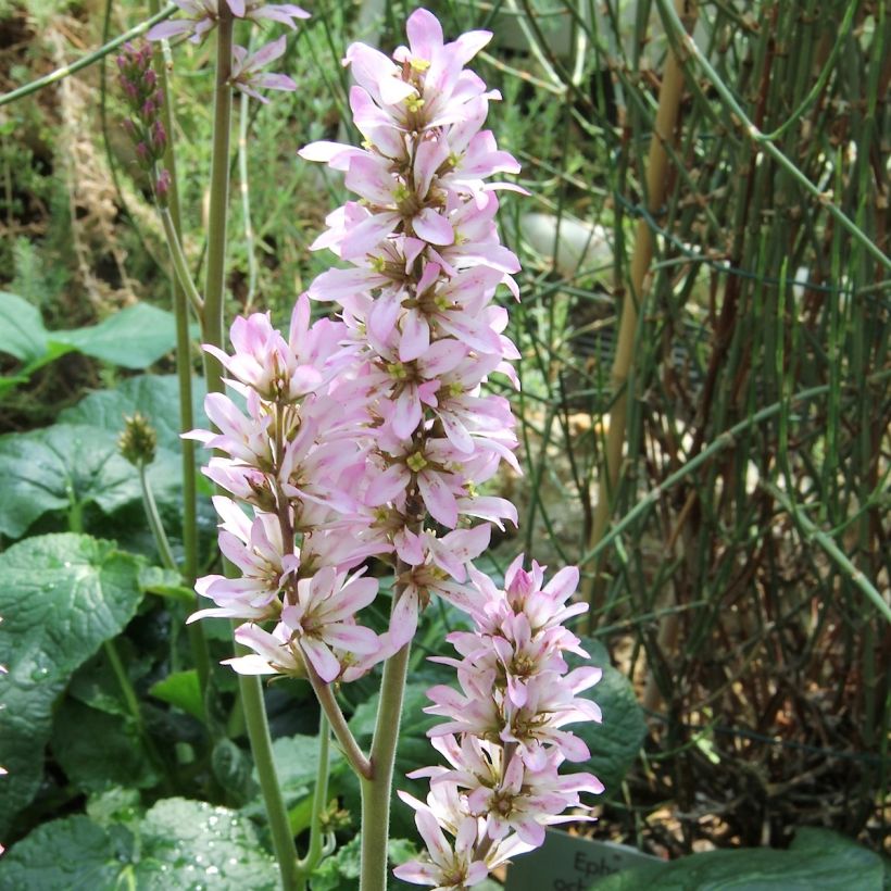 Francoa appendiculata - Bruidskrans (Bloei)