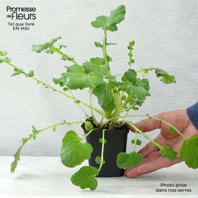 Exemplaar van Francoa sonchifolia - Bruidskrans Kweekpotje van 8/9 cm zoals geleverd in de lente