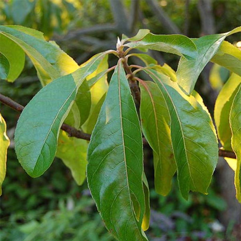 Franklinia alatamaha - Franklinboom (Blad)