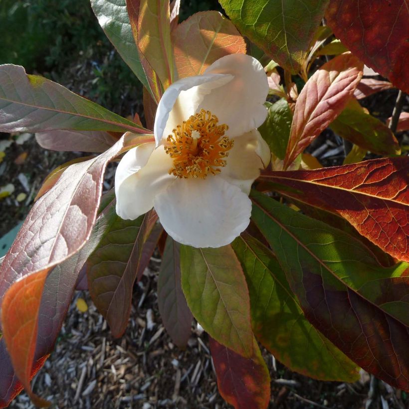 Franklinia alatamaha - Franklinboom (Bloei)