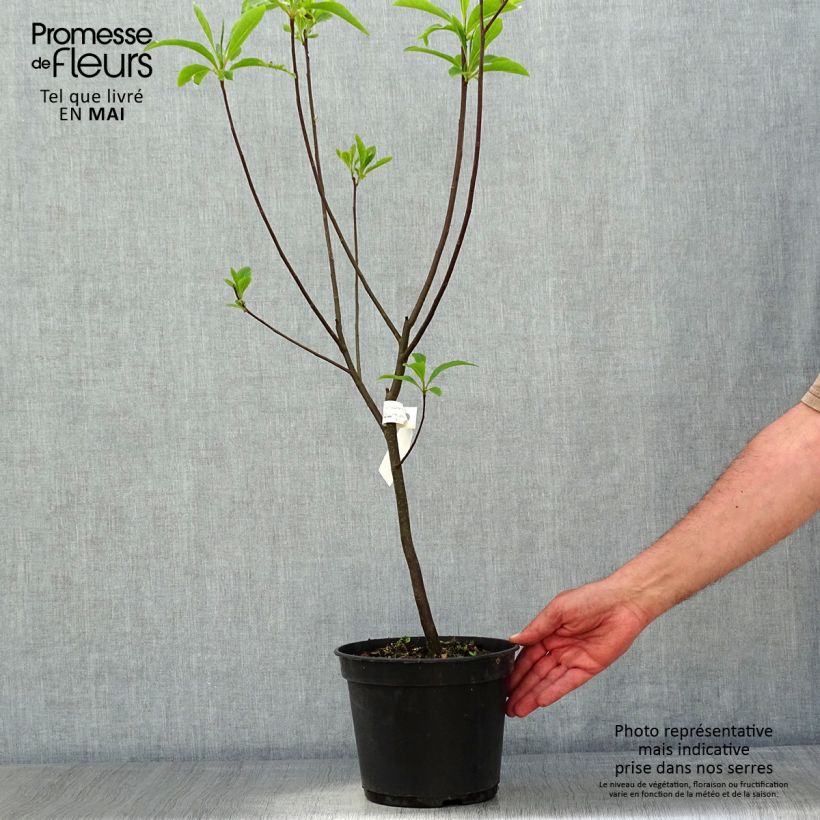 Exemplaar van Franklinia alatamaha - Franklinboom Pot van 4 l/5 l zoals geleverd in de lente