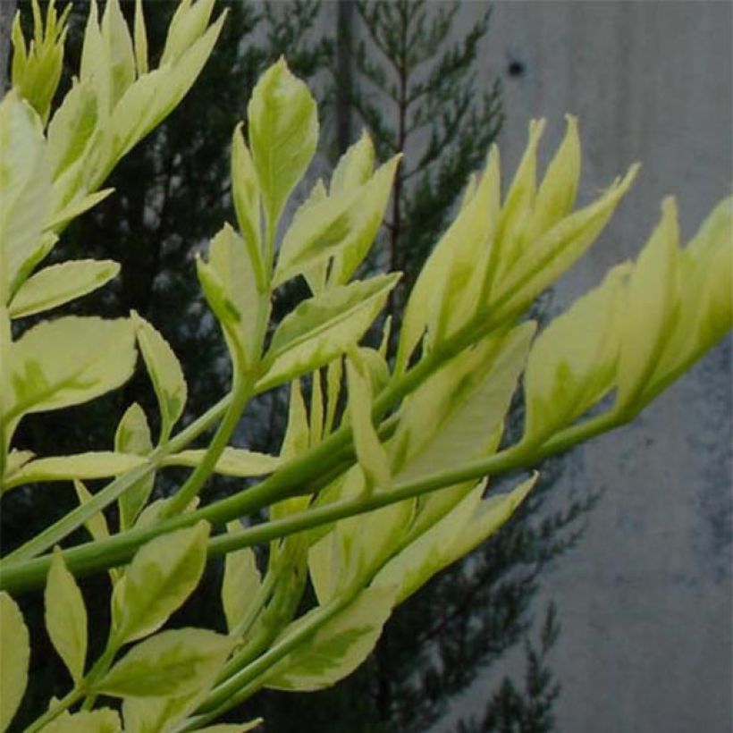 Fraxinus angustifolia Variegata - Smalbladige es (Foliage)