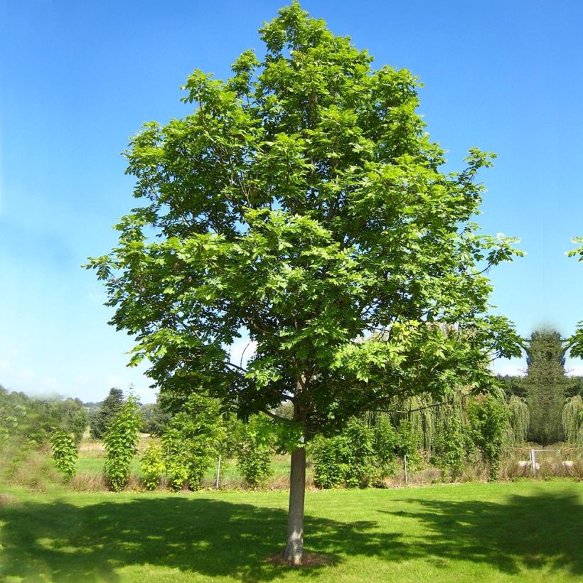 Fraxinus excelsior - Gewone es (Groeiplaats)