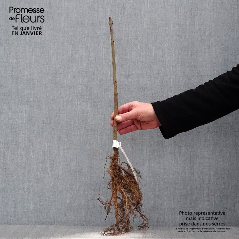 Exemplaar van Fraxinus excelsior - Gewone es Naakte wortel zoals geleverd in de winter