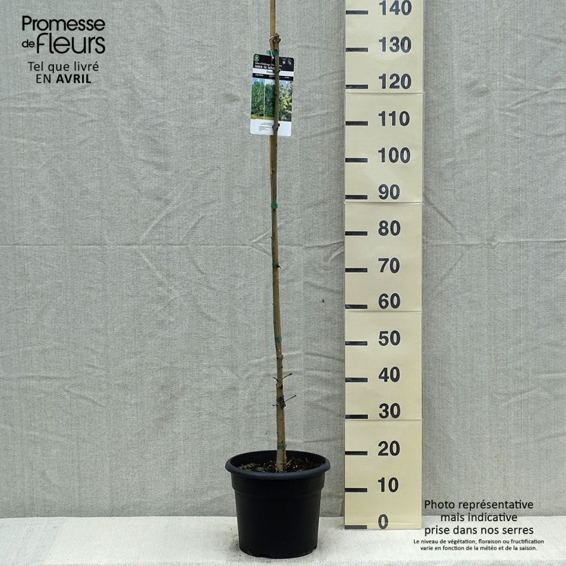 Example of Fraxinus ornus - Pluim-es Pot van 7,5 l/10 l as you get in printemps