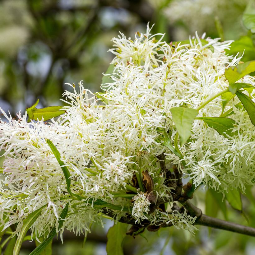 Fraxinus ornus - Pluim-es (Flowering)
