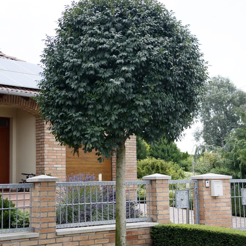 Fraxinus ornus Meczek - Pluim-es (Groeiplaats)