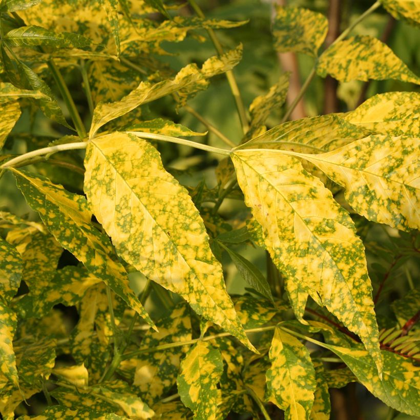 Fraxinus pennsylvanica Aucubifolia - Groene es (Blad)