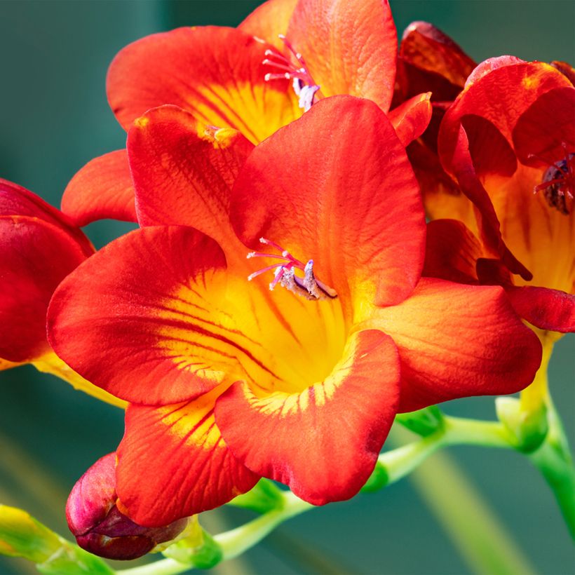 Freesia Rood (Bloei)