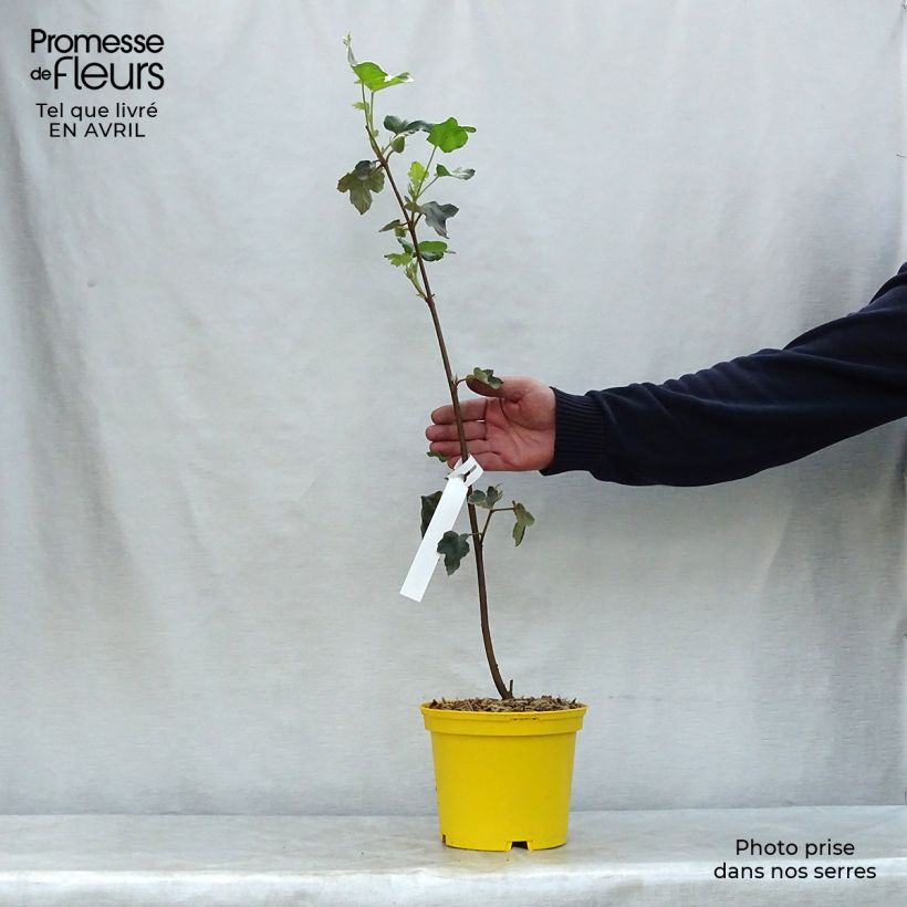 Example of Fremontodendron californicum - Flannelstruik Pot van 2 l/3 l as you get in printemps