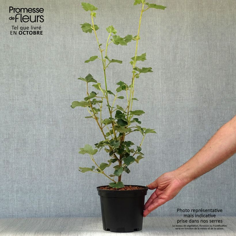Exemplaar van Fremontodendron californicum - Flannelstruik Pot van 2 l/3 l zoals geleverd in de herfst