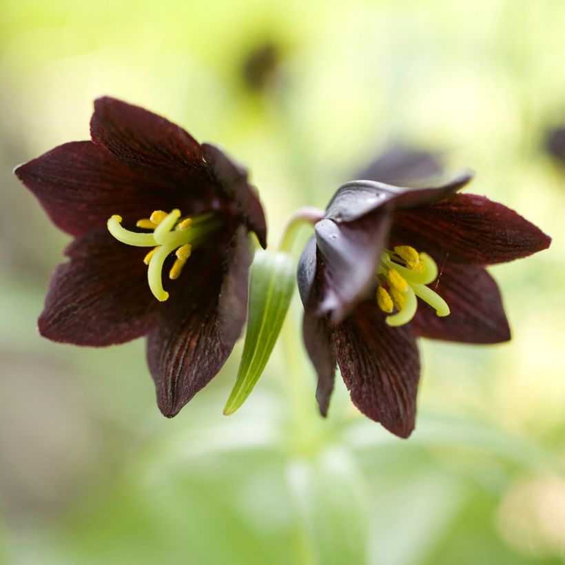 Fritillaria camschatcensis - Chocoladelelie (Bloei)