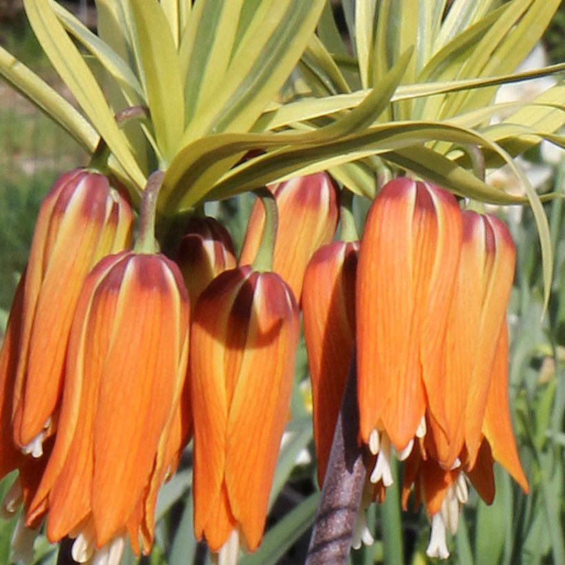Fritillaria imperialis Argentea Variegata - Keizerskroon (Bloei)