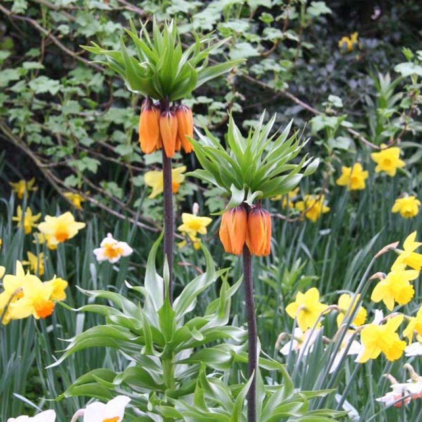 Fritillaria imperialis Prolifera - Keizerskroon (Groeiplaats)