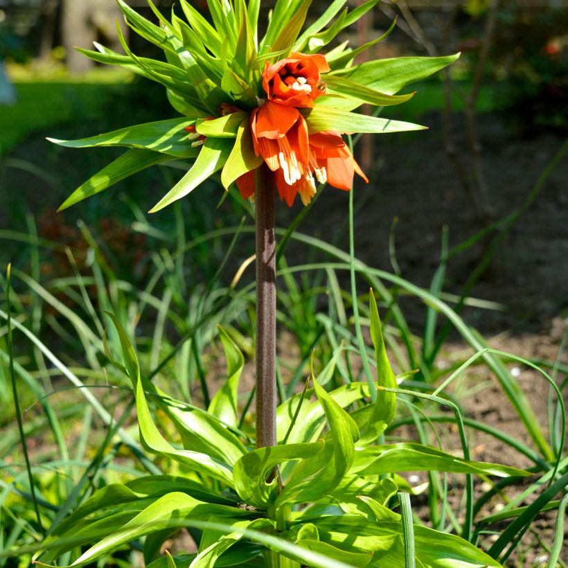 Fritillaria imperialis Rubra - Keizerskroon (Groeiplaats)