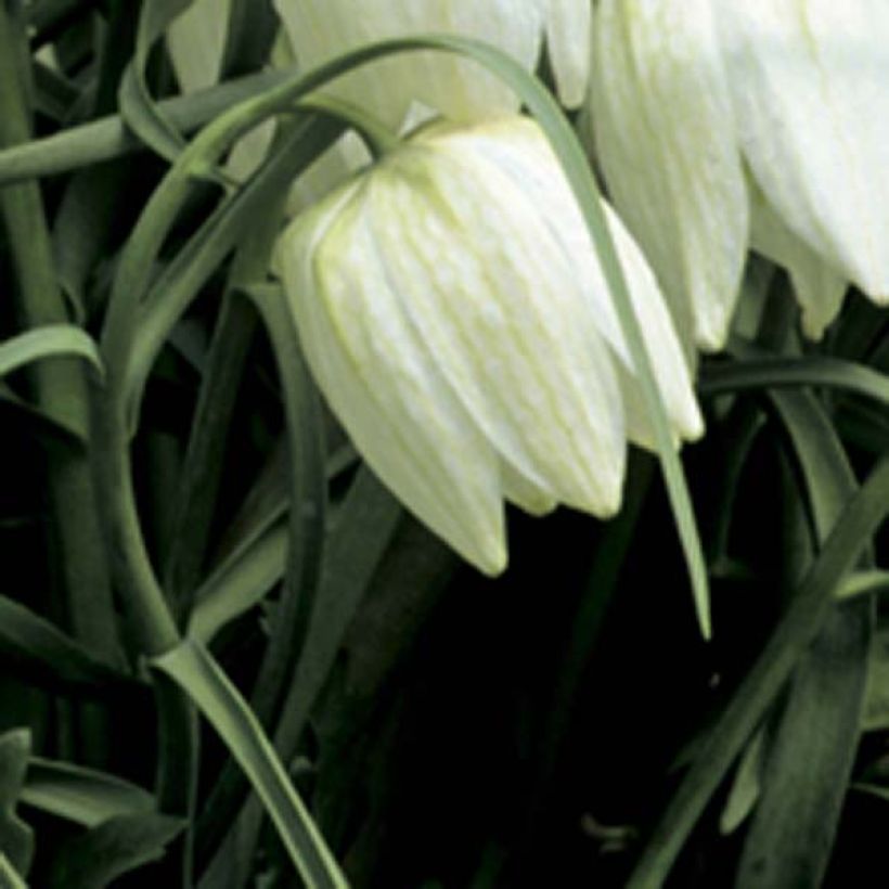 Fritillaria meleagris Alba - Kievitsbloem (Bloei)
