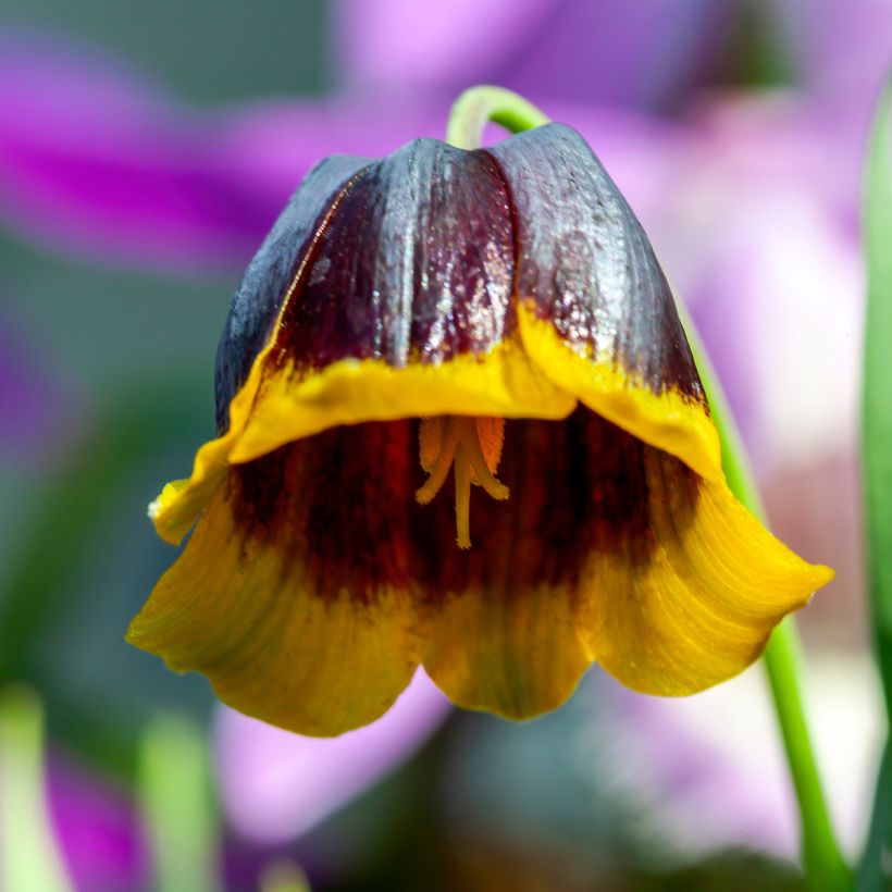 Fritillaria michailovskyi - Michailovsky-fritillaria (Bloei)