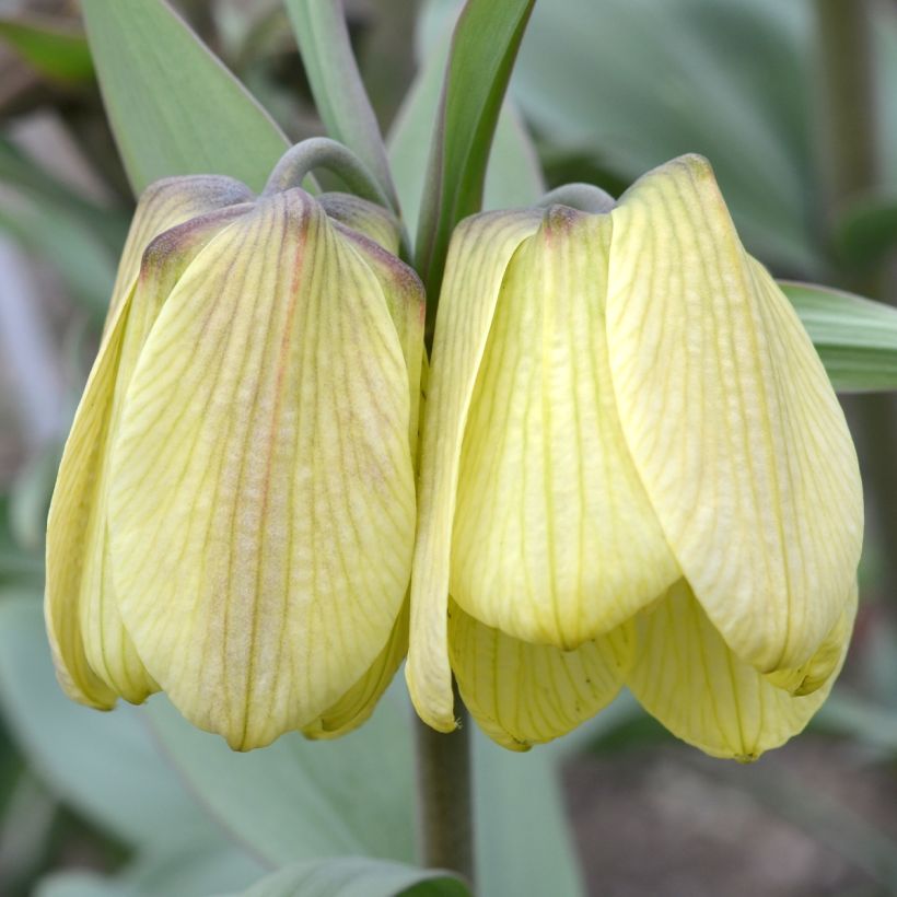 Fritillaria pallidiflora - Gele kievitsbloem (Bloei)