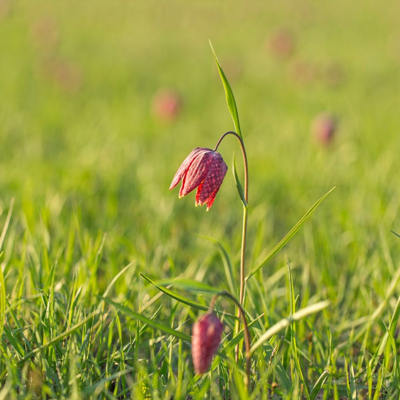 Fritillaria meleagris - Kievitsbloem (Groeiplaats)