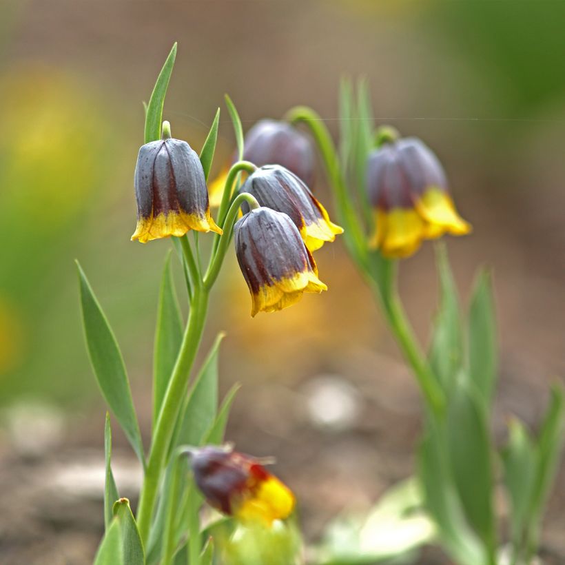 Fritillaria uva-vulpis - Kievitsbloem (Groeiplaats)