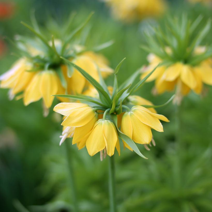 Fritillaria imperialis Lutea - Keizerskroon (Bloei)