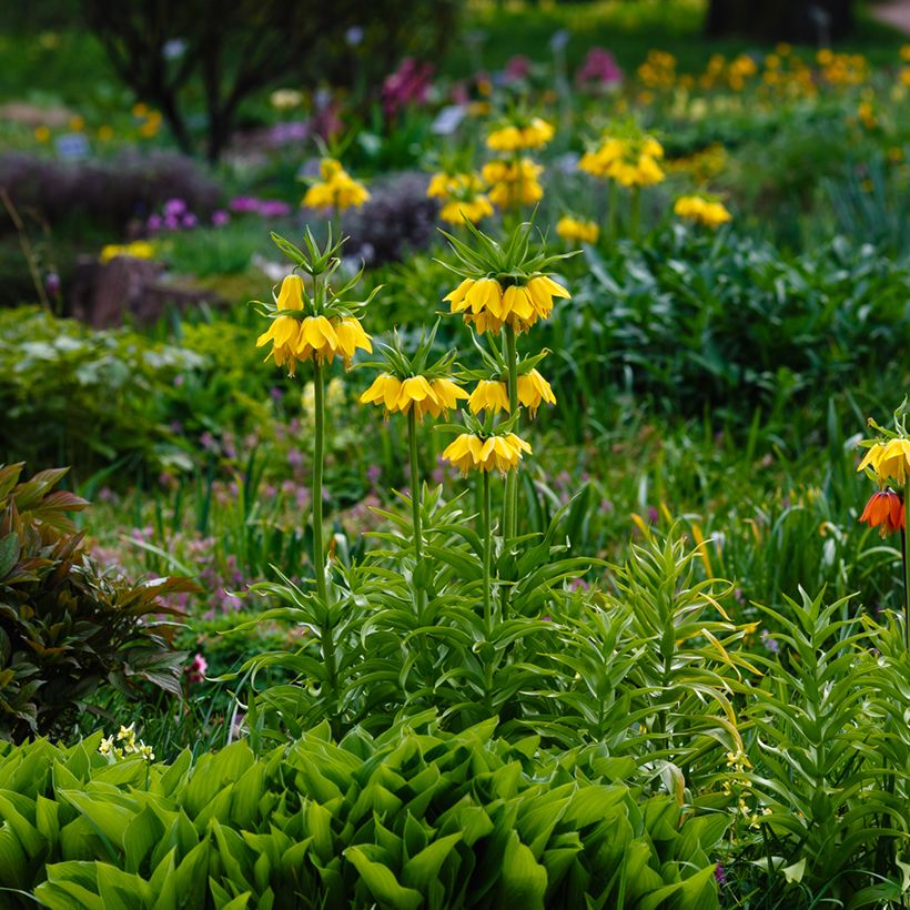 Fritillaria imperialis Lutea - Keizerskroon (Groeiplaats)