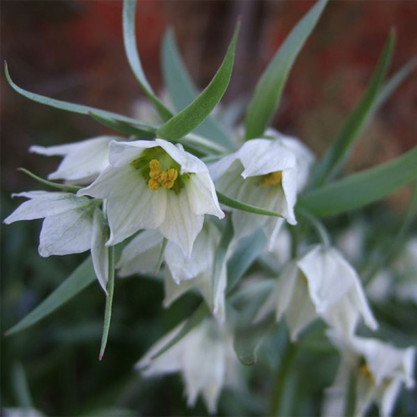 Fritillaria bucharica - Kievitsbloem (Bloei)