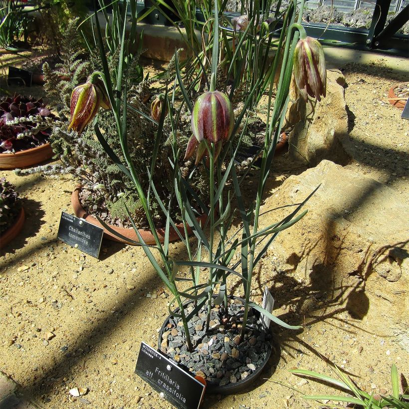 Fritillaria crassifolia crassifolia - Kievitsbloem (Groeiplaats)