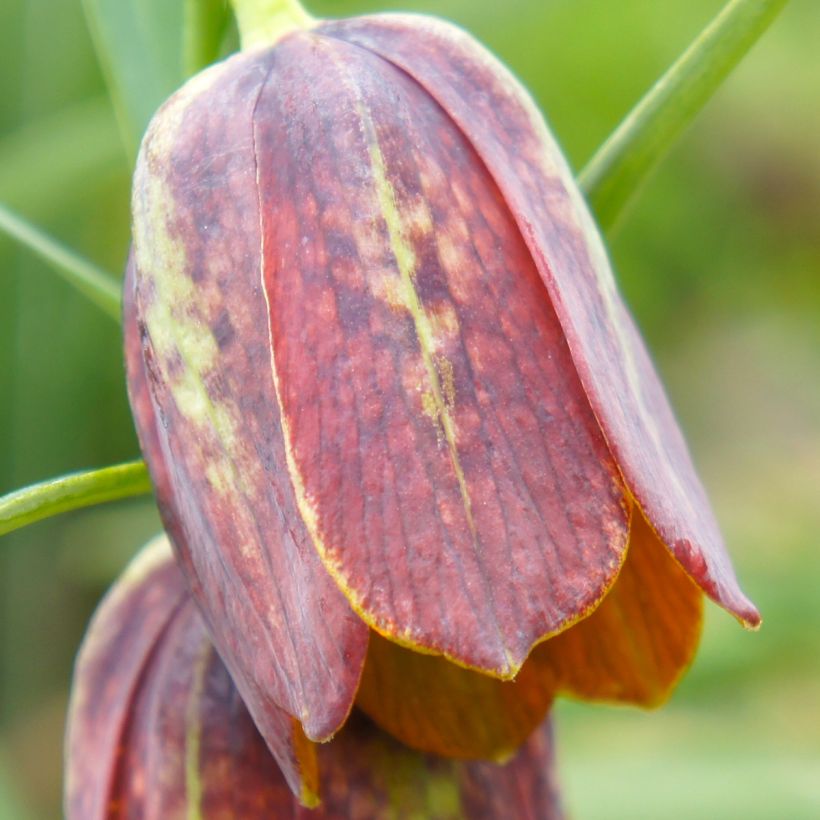 Fritillaria davisii - Griekse kievitsbloem (Bloei)
