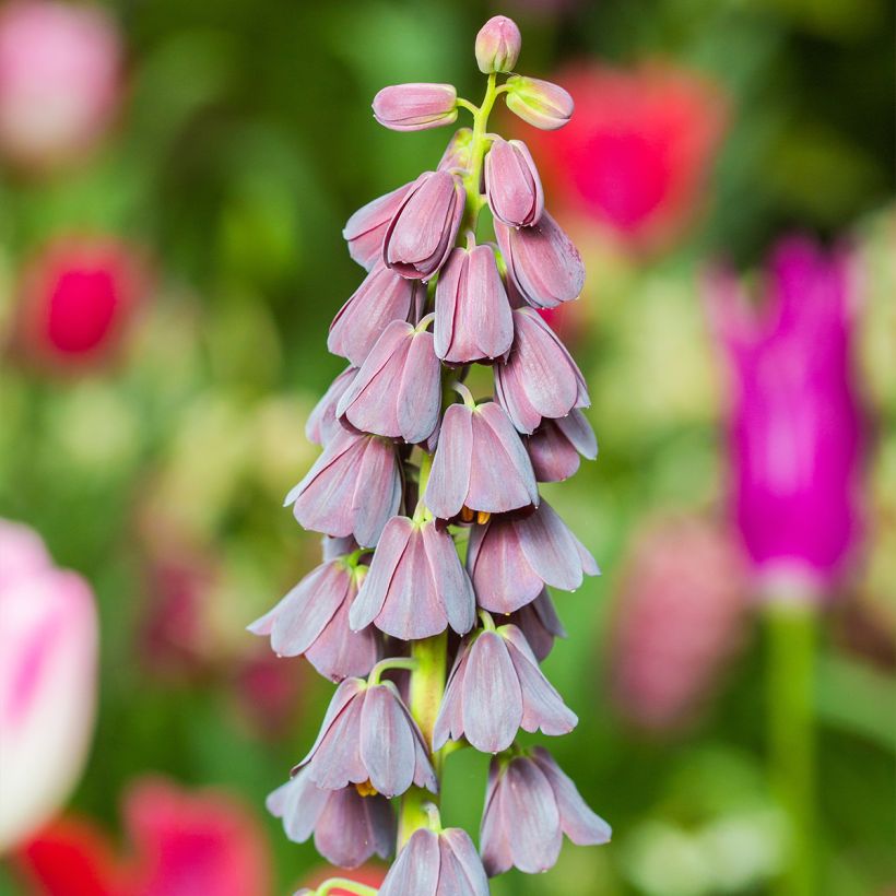 Fritillaria persica - Perzische fritillaria (Bloei)