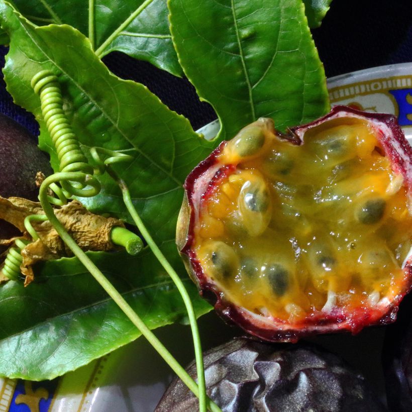 Passievrucht - Passiflora edulis (Oogst)