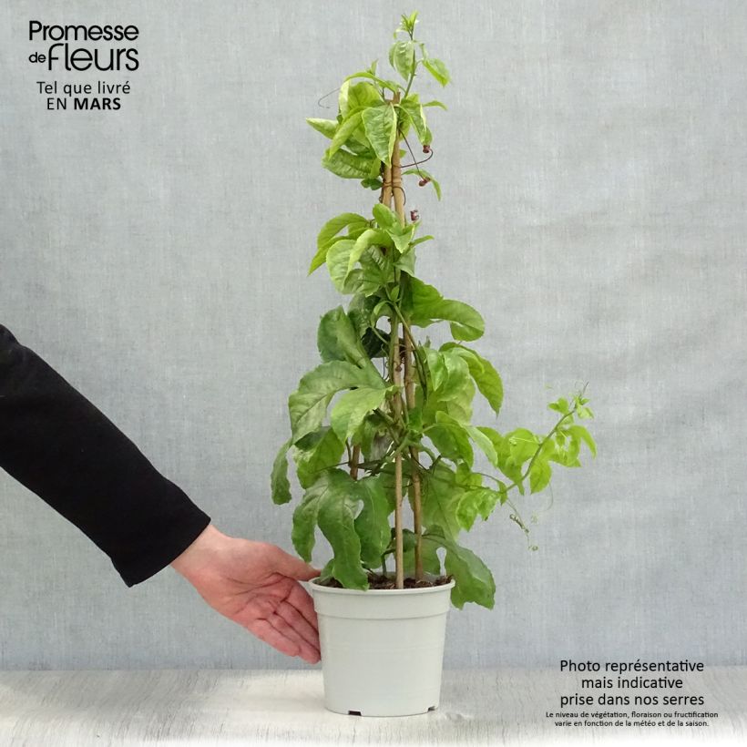 Example of Passievrucht - Passiflora edulis Pot van 1,5 l/2 l as you get in printemps