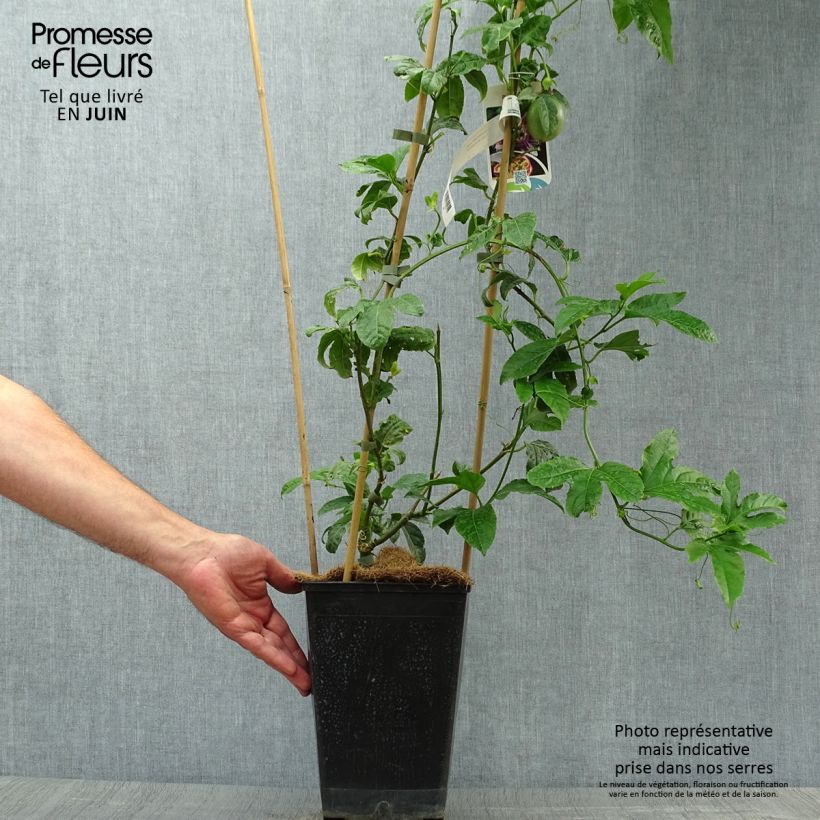 Exemplaar van Passievrucht - Passiflora edulis Pot van 3 l/4 l zoals geleverd in de zomer