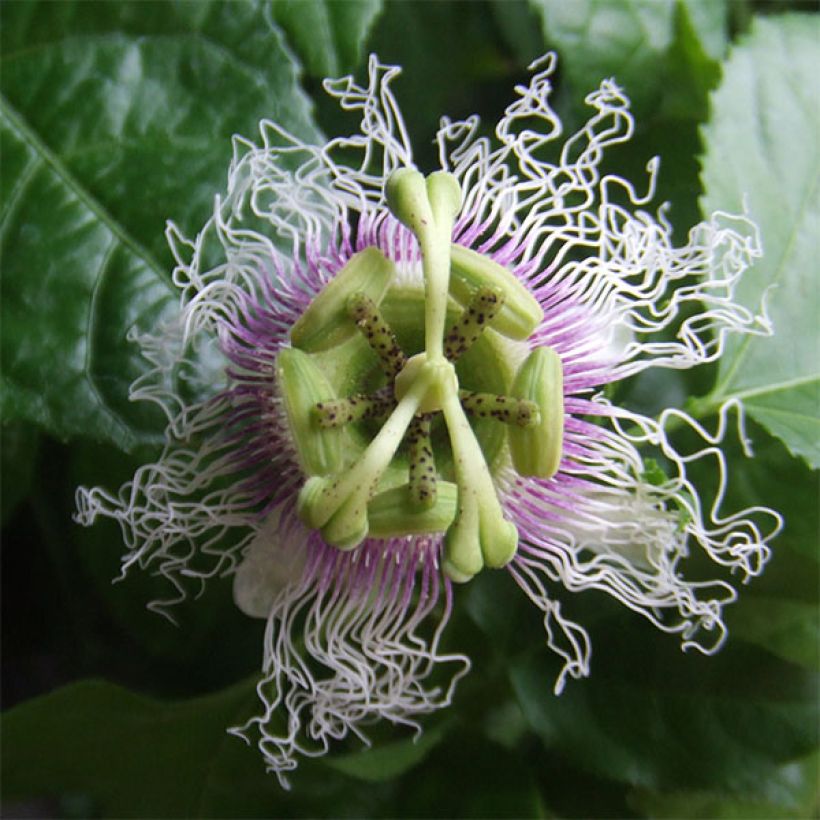 Passievrucht - Passiflora edulis (Flowering)
