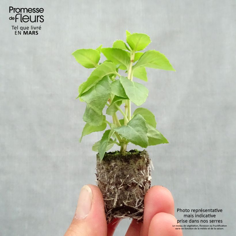 Example of Fuchsia Annabel - Bellenplant Mini-mot Ø 3/4 cm as you get in printemps