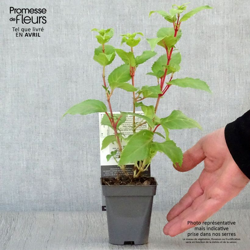Example of Fuchsia Annabel - Bellenplant Kweekpotje van 8/9 cm as you get in printemps