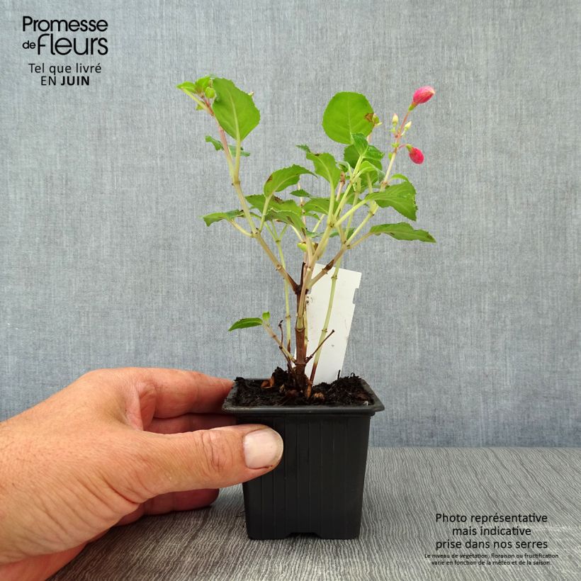 Exemplaar van Fuchsia Beacon Rosa - Bellenplant Kweekpotje van 8/9 cm zoals geleverd in de zomer