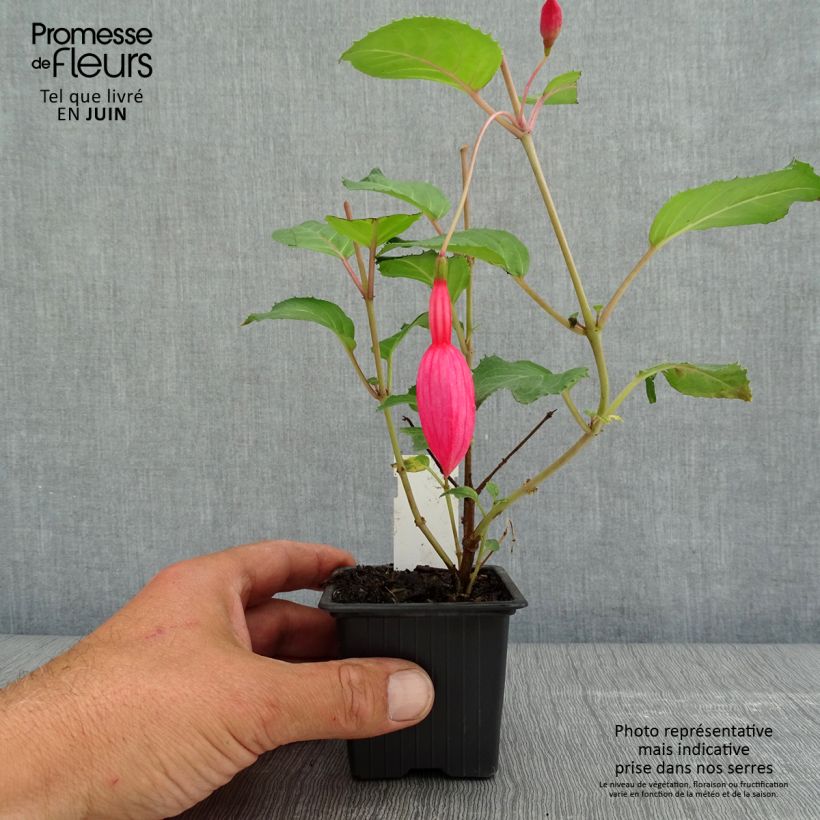 Exemplaar van Fuchsia Beacon Rosa - Bellenplant Kweekpotje van 8/9 cm zoals geleverd in de lente