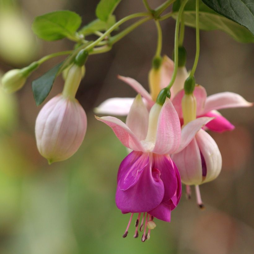 Fuchsia Bella Rosella - Bellenplant (Bloei)