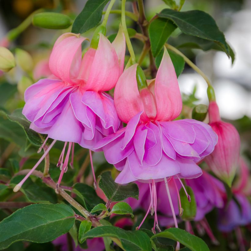 Fuchsia Bernadette - Bellenplant (Bloei)