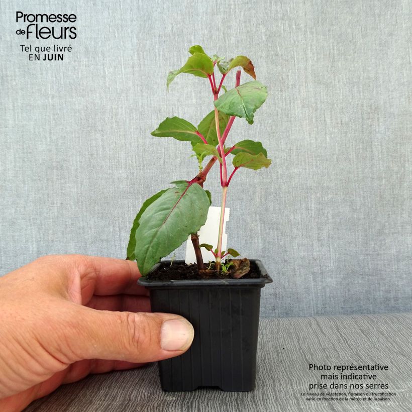 Exemplaar van Fuchsia Black Princess - Bellenplant Kweekpotje van 8/9 cm zoals geleverd in de zomer