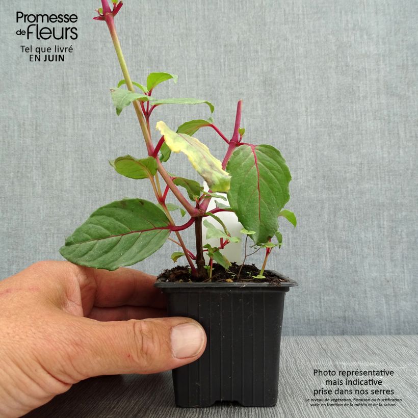 Example of Fuchsia Black Princess - Bellenplant Kweekpotje van 8/9 cm as you get in printemps